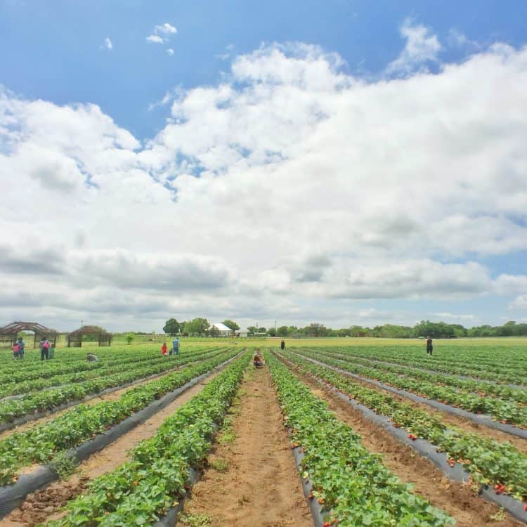 Sweet Berry Farm