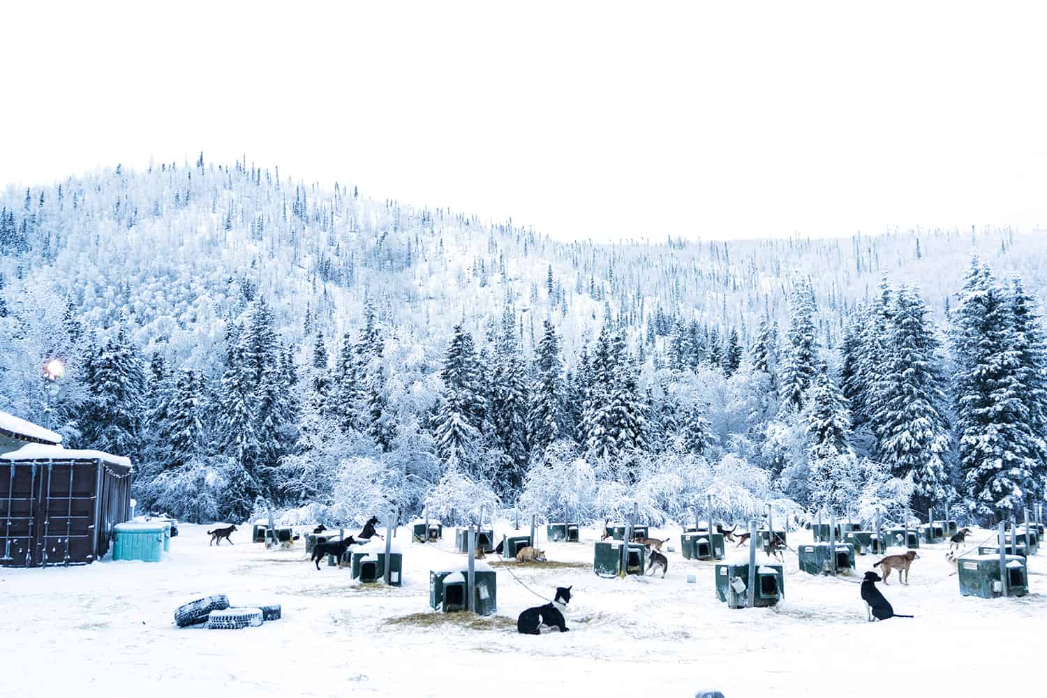 Dog Sledding In Alaska