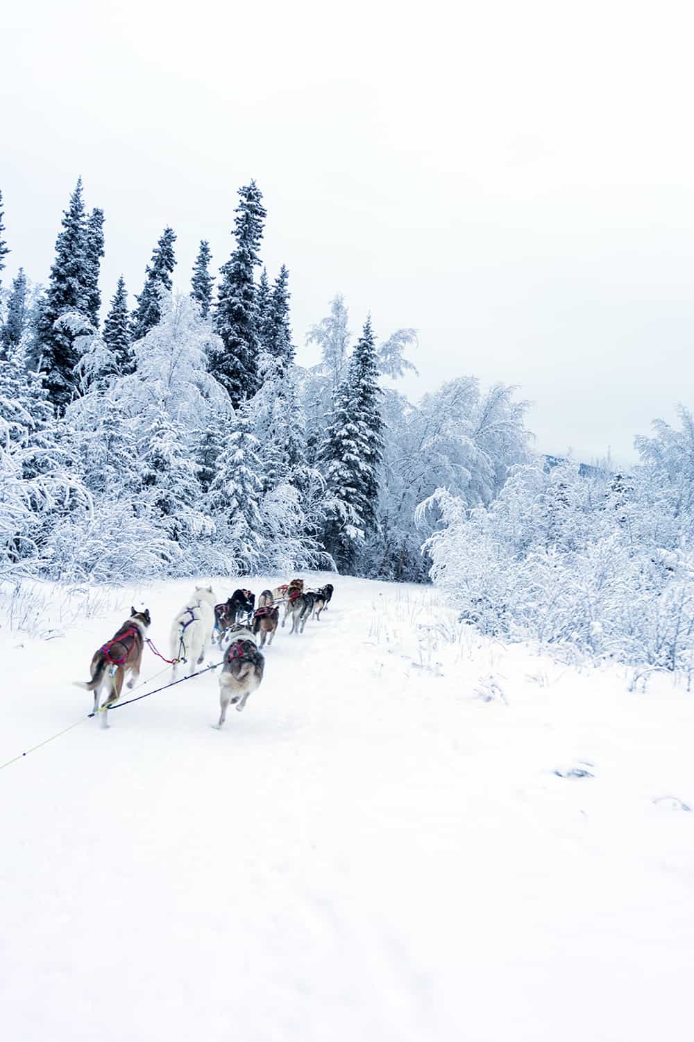 Dog Sledding In Alaska