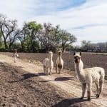 Alpacas at Los Poblanos Historic Inn & Organic Farm in Albuquerque New Mexico