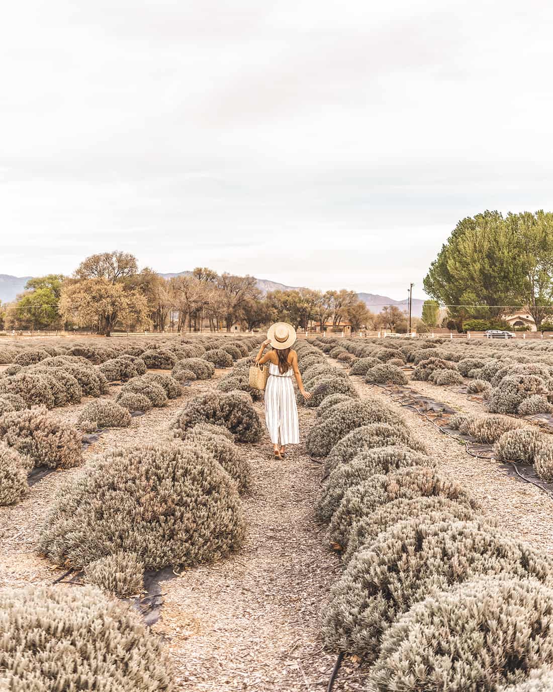 Los Poblanos Lavender Fields 1