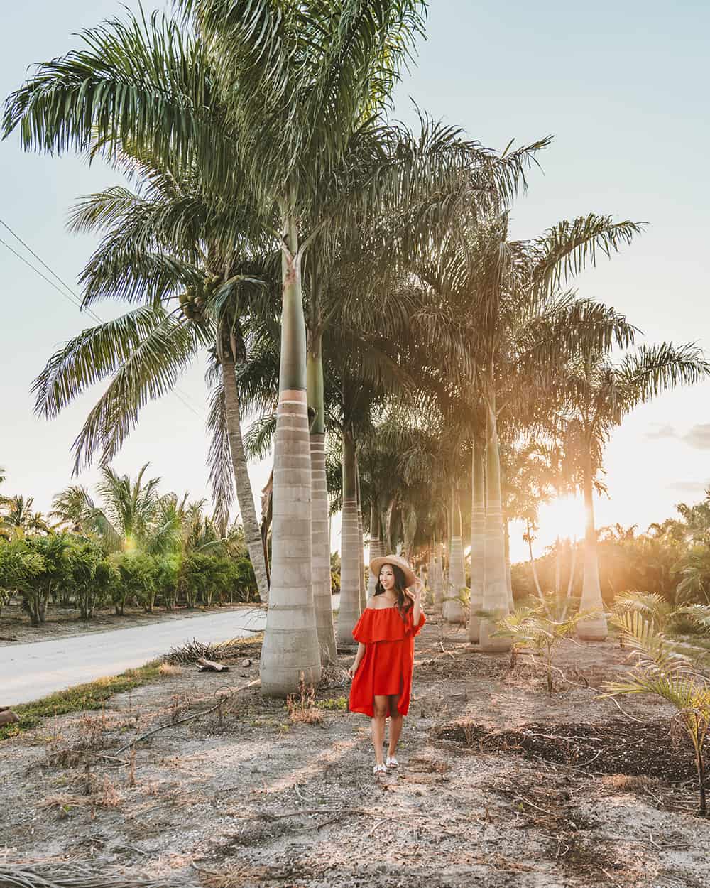 Palm tree nurseries in Bokeelia, Florida