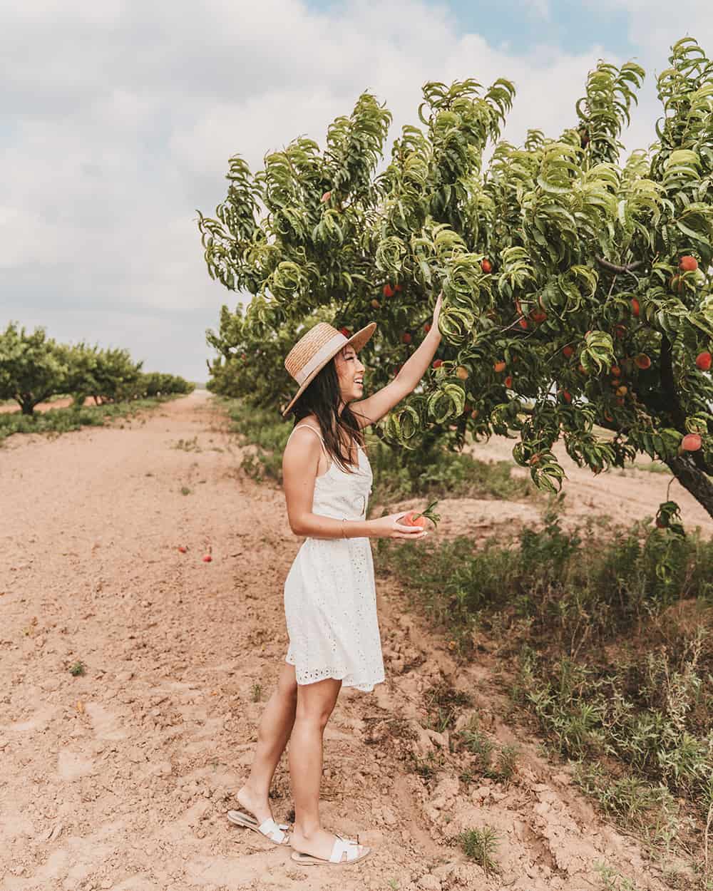 Peach orchard Gold Orchards in Stonewall Texas