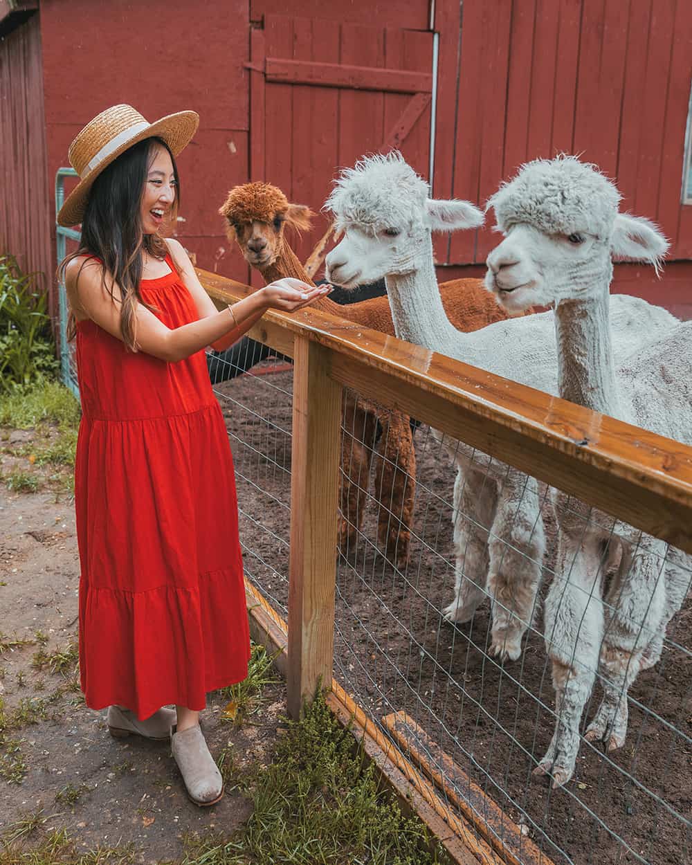 Crystal Lake Alpaca Farm & Boutique in Frankfort, Michigan