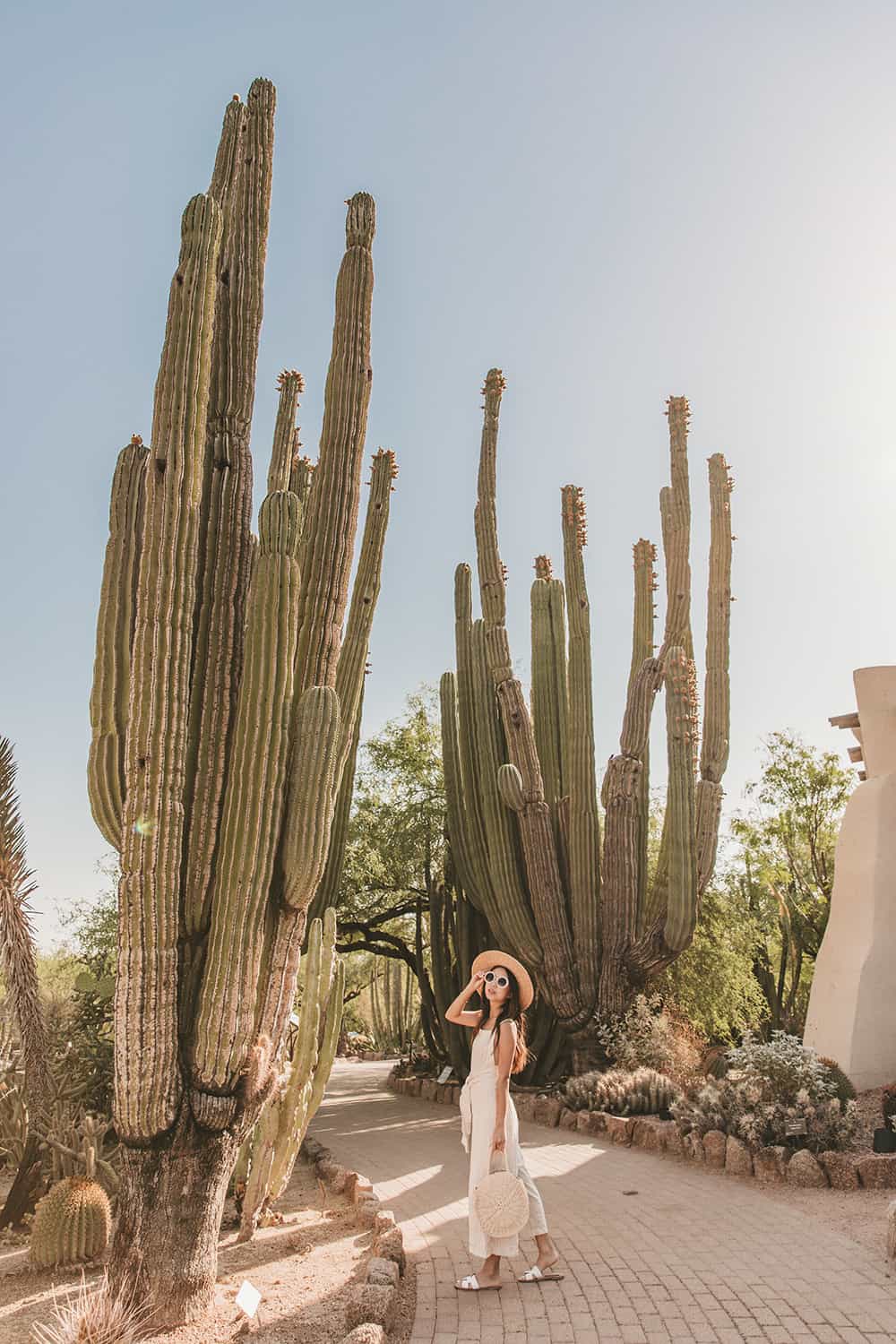 Desert Botanical Garden in Phoenix Arizona