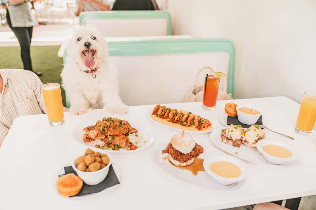 19 Best Dog Friendly Restaurants In Austin A Taste of Koko