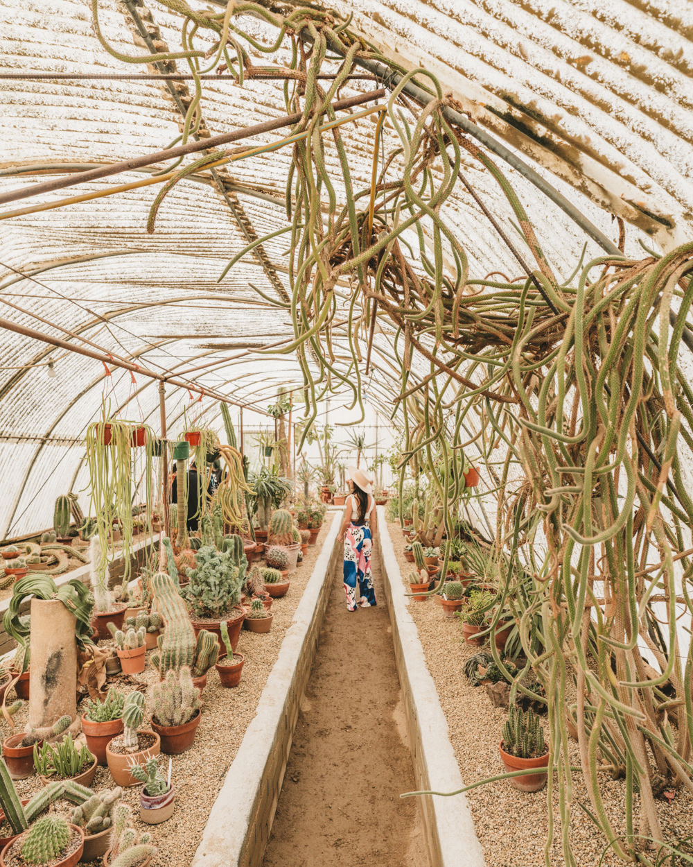 Moorten Botanical Garden in Palm Springs