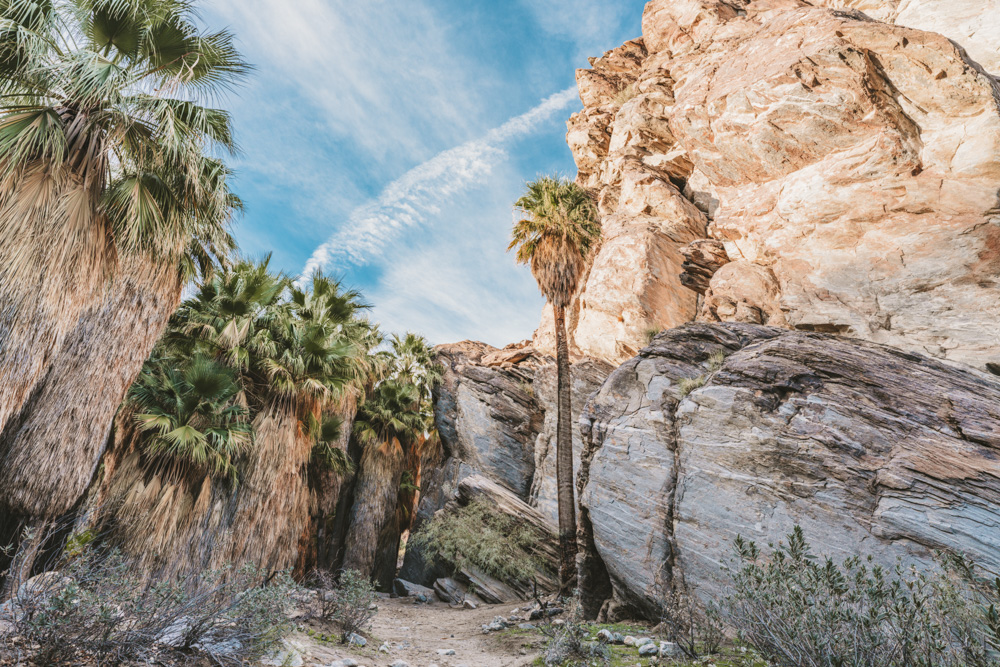 Andreas Canyon in Palm Springs