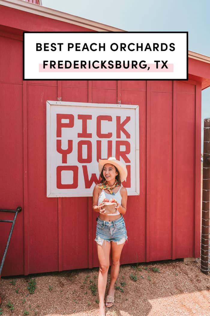 13 Best Peach Orchards In Fredericksburg TX A Taste of Koko