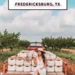 13 Best Peach Orchards In Fredericksburg TX