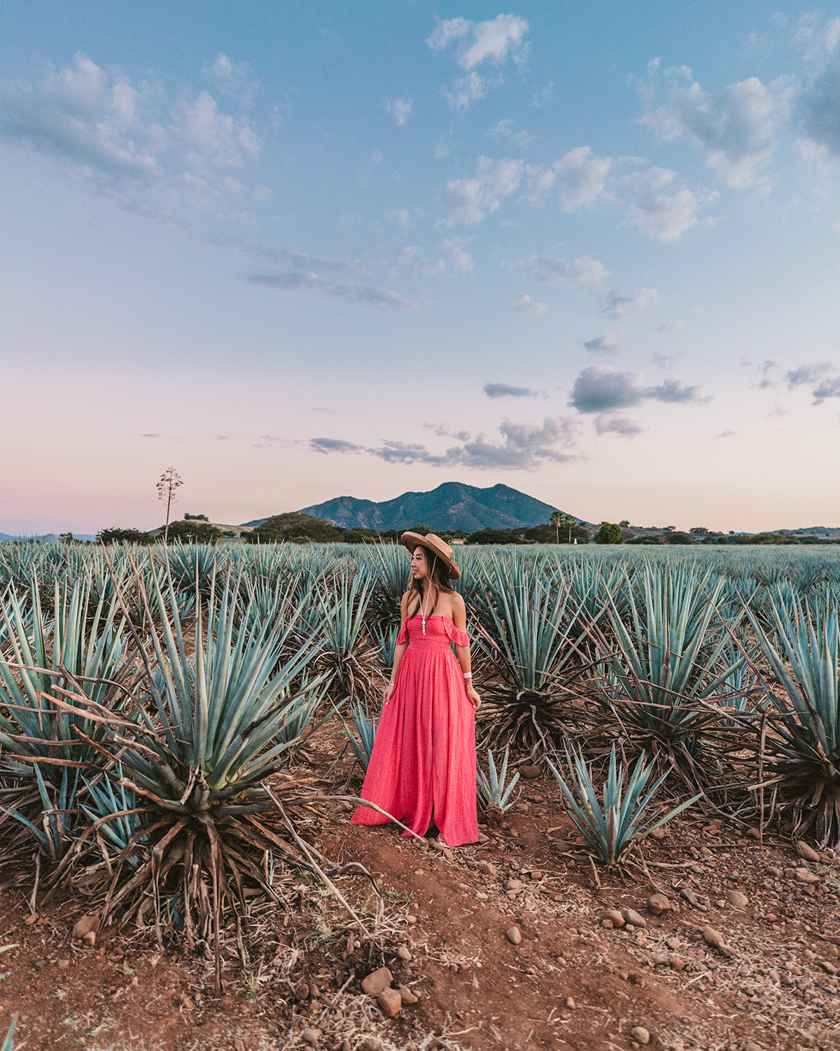 agave fields in Tequila Mexico