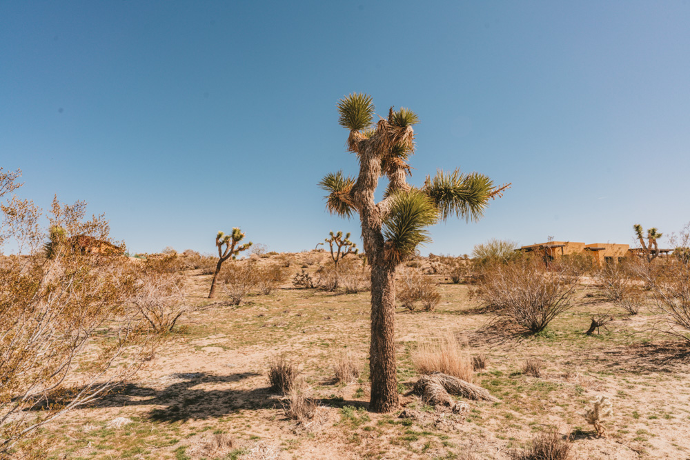 Joshua Tree National Park