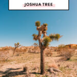 17 Top Things To Do In Joshua Tree National Park California