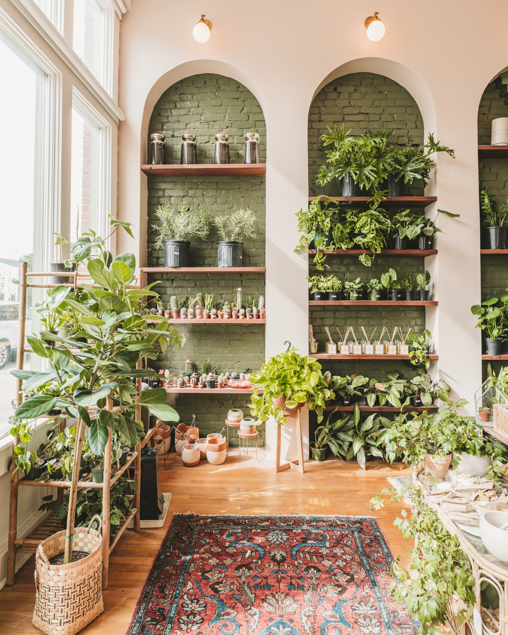 Golden Hour - plant shop in Memphis Tennessee 